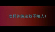 怎样训练边牧不咬人