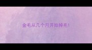 金毛从几个月开始掉毛