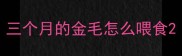 三个月的金毛怎么喂食