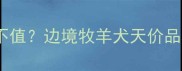 七千多的陨石边牧值不值边境牧羊犬天价品种全附选购指南
