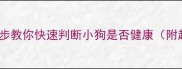 新手必看3步教你快速判断小狗是否健康附超全自检指南