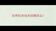 拉布拉多幼犬拉稀怎么