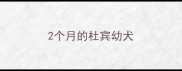 2个月的杜宾幼犬