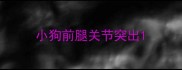 小狗前腿关节突出
