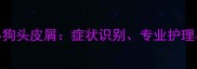 科学应对小狗头皮屑症状识别专业护理与预防指南
