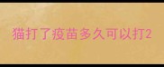 猫打了疫苗多久可以打