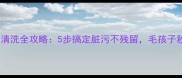 边牧白色毛清洗全攻略5步搞定脏污不残留毛孩子秒变雪团子