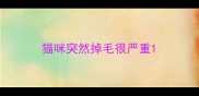 猫咪突然掉毛很严重