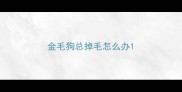 金毛狗总掉毛怎么办