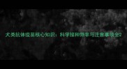 犬类抗体疫苗核心知识科学接种频率与注意事项全