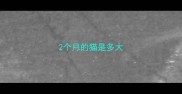 2个月的猫是多大