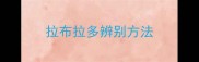 拉布拉多辨别方法