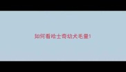 如何看哈士奇幼犬毛量