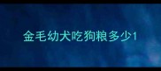 金毛幼犬吃狗粮多少