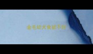 金毛幼犬食欲不好