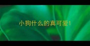 小狗什么的真可爱