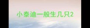 小泰迪一般生几只