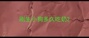 刚生小狗多久吃奶