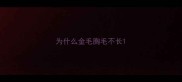 为什么金毛胸毛不长