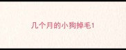 几个月的小狗掉毛