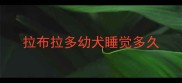 拉布拉多幼犬睡觉多久