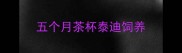 五个月茶杯泰迪饲养