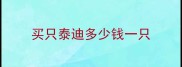 买只泰迪多少钱一只