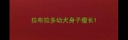 拉布拉多幼犬身子瘦长