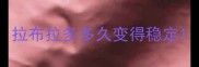 拉布拉多多久变得稳定