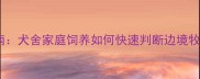 边牧纯种鉴别指南犬舍家庭饲养如何快速判断边境牧羊犬血统纯正