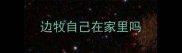 边牧自己在家里吗