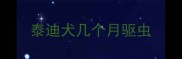 泰迪犬几个月驱虫