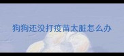 狗狗还没打疫苗太脏怎么办