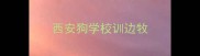西安狗学校训边牧