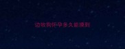 边牧狗怀孕多久能摸到