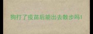 狗打了疫苗后能出去散步吗