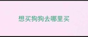 想买狗狗去哪里买