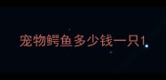 宠物鳄鱼多少钱一只