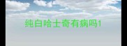 纯白哈士奇有病吗