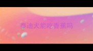 泰迪犬能吃香蕉吗