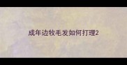 成年边牧毛发如何打理