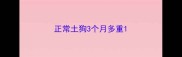 正常土狗3个月多重