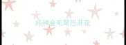 纯种金毛尾巴开花