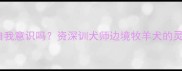 边牧有自我意识吗资深训犬师边境牧羊犬的灵魂觉醒