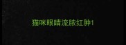猫咪眼睛流脓红肿