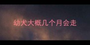 幼犬大概几个月会走