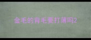 金毛的背毛要打薄吗