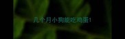 几个月小狗能吃鸡蛋