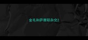 金毛和萨摩耶杂交