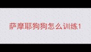 萨摩耶狗狗怎么训练